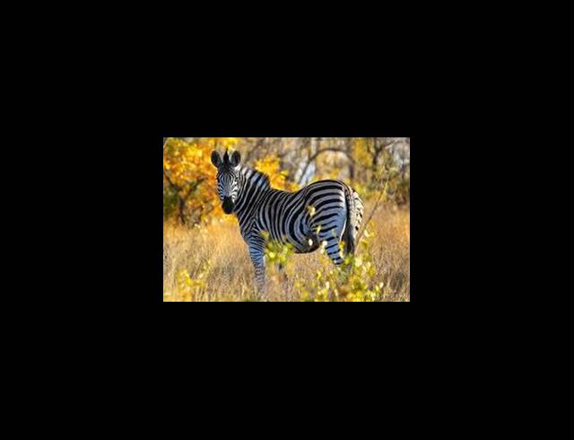 FARM FOR SALE IN LEPHALALE RURAL